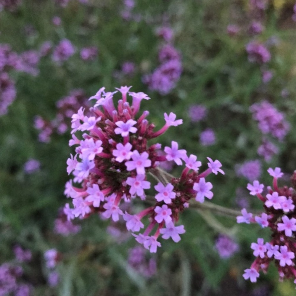 Meet your Posher, Rachle